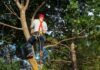 Services Offered by Tree Surgeons Services Offered by Tree Surgeons
