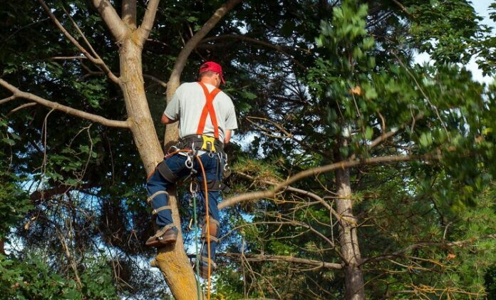 Services Offered by Tree Surgeons