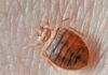 Don’t Let the Bed Bugs Bite Don’t Let the Bed Bugs Bite
