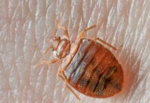 Don’t Let the Bed Bugs Bite Don’t Let the Bed Bugs Bite