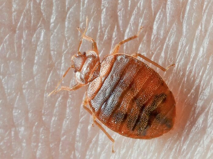 Don’t Let the Bed Bugs Bite
