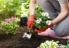 Who Can Improve Your Garden? Improve Your Garden