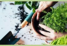Simple Tips for Maintaining Your Garden Plants Simple Tips for Maintaining Your Garden Plants