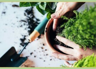 Simple Tips for Maintaining Your Garden Plants Simple Tips for Maintaining Your Garden Plants