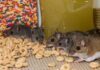 Warning Signs That Your House Has a Mouse Infestation Mouse Infestation
