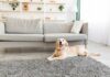 What Are The Best Flooring Options For Dogs? Best Flooring