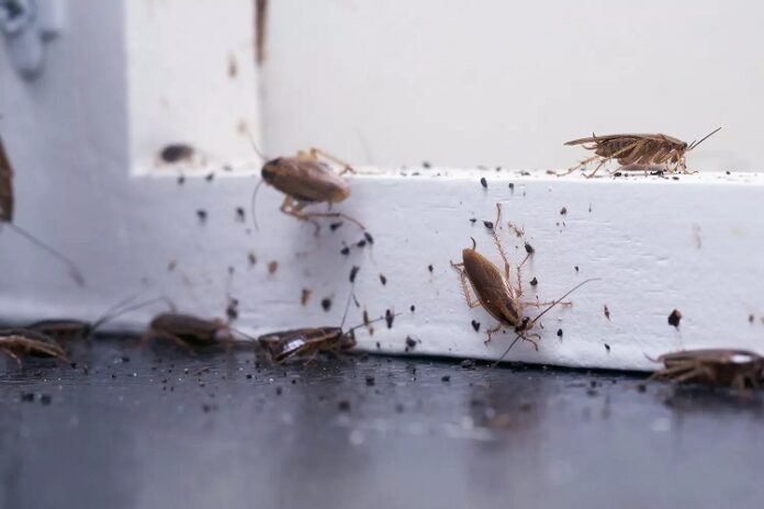 Pest Activity