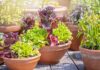 How Garden Containers Can Help You Grow a Sustainable Garden Garden Containers