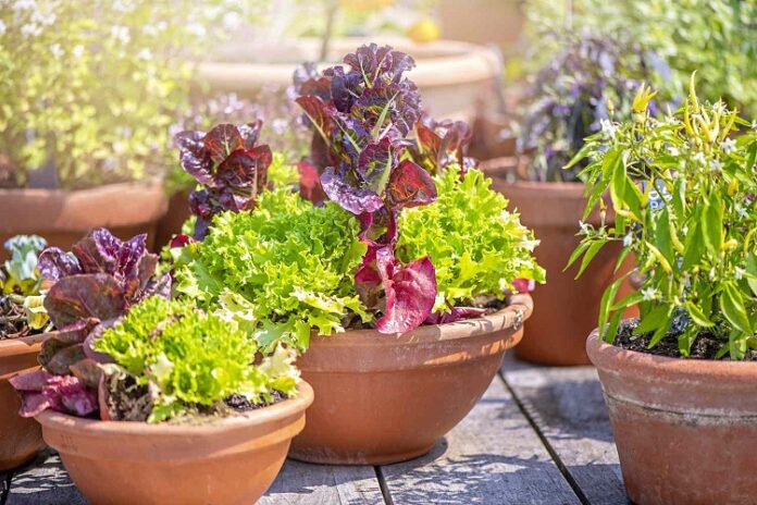 Garden Containers