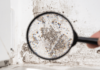 Prevent Mold Growth With The Help Of A Professional Water Remediation Company Mold Growth