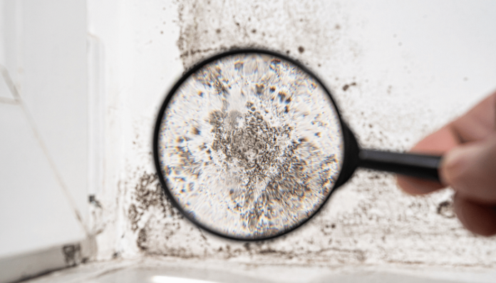 Mold Growth