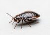 Bed Bugs Uncovered: The Hidden Dangers Under Your Sheets in Damascus Bed Bugs