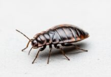 Bed Bugs Uncovered: The Hidden Dangers Under Your Sheets in Damascus Bed Bugs