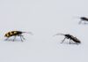 Five Winter Pests That May Invade Your Bathroom in Centralia Winter Pests