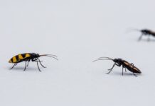 Five Winter Pests That May Invade Your Bathroom in Centralia Winter Pests