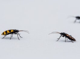 Five Winter Pests That May Invade Your Bathroom in Centralia Winter Pests