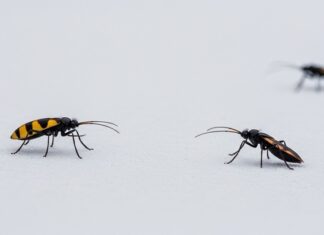 Five Winter Pests That May Invade Your Bathroom in Centralia Winter Pests
